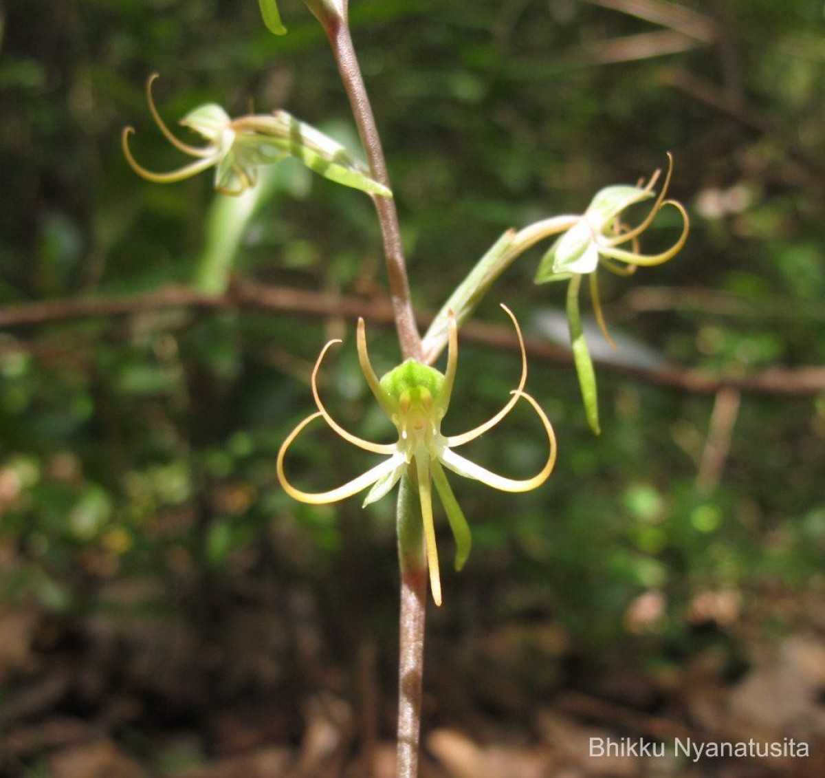 Habenaria dichopetala Thwaites